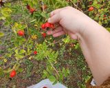 Foto del paso 1 de la receta: Mermelada de Rosa Mosqueta