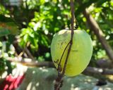 รูปขั้นตอนการทำที่ 8 ของ น้ำพริกอ่อง (สูตรไม่ใส่พริกน้ำเงี้ยว)