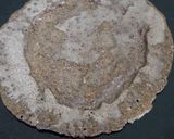 A picture of step 11 of Kuttu Dosa.