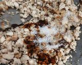 Foto langkah ke 3 dari resep Isian Ayam.
