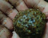 A picture of step 8 of Horse Gram Ladoo.