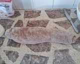 Foto del paso 10 de la receta: Bizcochitos de chocolate y canela rellenos de dulce de guayaba🍫
