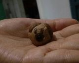 Foto langkah ke 4 dari resep Doggy Cookies.