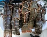 Foto langkah ke 1 dari resep Lobster asam manis.