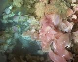 صورة لخطوة 3 من وصفة مكرونة بالصلصةالبيضاء 🍜☘️
