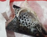 Foto langkah ke 1 dari resep Pindang Kepala Salmon.