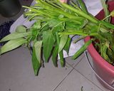 Foto langkah ke 7 dari resep Kangkung 5rb untuk 3 hari.