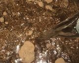 Foto langkah ke 4 dari resep Silky Chocolate Pudding Agarasa.