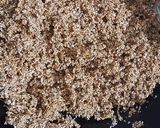 રાજગરા ની ચીકી (Rajgira Chikki Recipe In Gujarati) રેસીપી સ્ટેપ3ફોટો