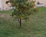Foto del paso 7 de la receta: Bizcocho de kumquat