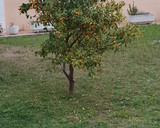 Foto del paso 7 de la receta: Bizcocho de kumquat