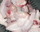 Foto langkah ke 1 dari resep Ayam Goreng Cabe Hijau.