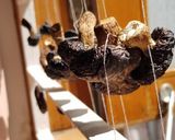 Foto langkah ke 1 dari resep Shiitake Dashi.