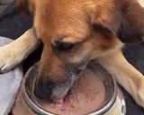 Foto del paso 5 de la receta: Sopipita de contres y corazón para mascotas carnívoras