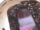 Choco Nut Cookies