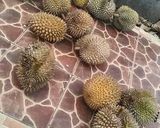 Foto langkah ke 8 dari resep Es Jelly Durian.