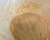Foto del paso 4 de la receta: Empanada gallega