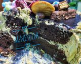 Foto langkah ke 7 dari resep Brownies putih telur.