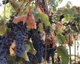 A picture of step 1 of California Farm Chateau Neuf du Papa Red Wine.