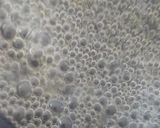 Foto del paso 2 de la receta: Macarrons