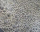Foto del paso 2 de la receta: Macarrons