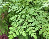 A picture of step 1 of Moringa leaves in Yogurt gravy.