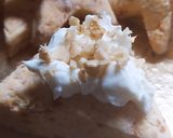 Foto del paso 5 de la receta: Scons de Queso Sin Tacc