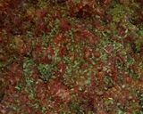 Foto del paso 1 de la receta: Albóndigas con arroz