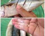 Foto langkah ke 1 dari resep Kembung Panggang Pedas.