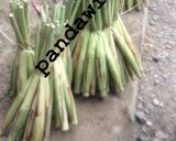 Foto langkah ke 4 dari resep Sayur trubuk.