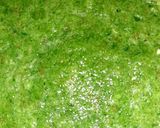 A picture of step 2 of Indian snack (crisp sphere with flavoured water/curd mixture).
