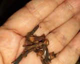Foto del paso 2 de la receta: Mermelada de higo