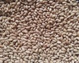 A picture of step 1 of Whole wheat kheer.