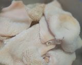 Foto del paso 2 de la receta Cazuela de Mondongo 🇺🇾 21