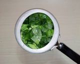 গ্রীন ক্যাবেজ ভর্তা(Green Cabbage bhata recipe in Bengali) রেসিপি ধাপ - 2 ছবি