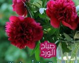 صورة لخطوة 12 من وصفة نودولز على الطريقة الصينية