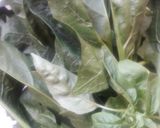 Foto del paso 1 de la receta: Tallarines en salsa verde con pollito🇵🇪