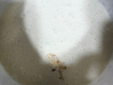 Pastel Chocolate