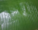 Foto langkah ke 7 dari resep Nasi Bakar Cumi Asin.
