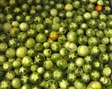 Zöld paradicsom savanyúság 🍅 recept fázis 1 fotója