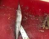Foto del paso 1 de la receta: Pescaditos Pajaritos al estilo Sonorense