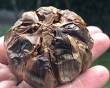 Foto langkah ke 3 dari resep Black Garlic - bawang putih fermentasi.