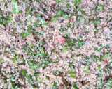 A picture of step 4 of Datun garri😁.