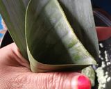 Foto langkah ke 3 dari resep Lupis.