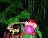 عکس مرحله 4 از دستور کیک قهوه نسکافه ای