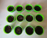 Foto langkah ke 3 dari resep Brownies Kukus.