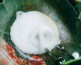 Foto del paso 3 de la receta: Mantecol casero!!❤