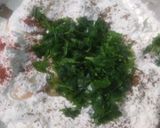 মেথি পরোটা (methi parota recipe in Bengali) রেসিপি ধাপ - 4 ছবি