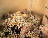 【老菜脯薏仁蓮子排骨湯】穀雨節氣燉湯，溽暑養生全方位的食譜步驟2照片