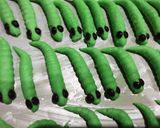 Foto langkah ke 4 dari resep Kuker ulat daun 3 bahan.